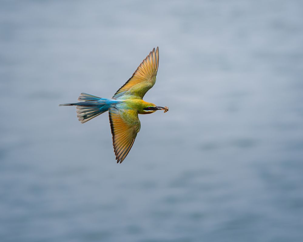 Photograph by Manas Mukul Biswas