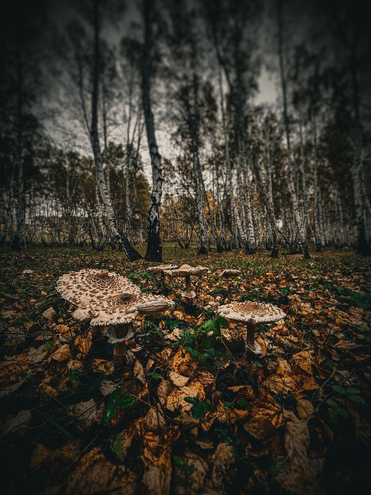 Photograph by Татьяна Галаева