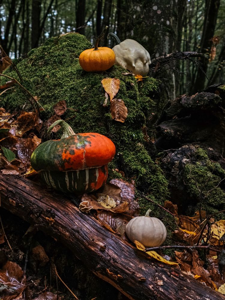 Фотография автора Ольга Рыняк