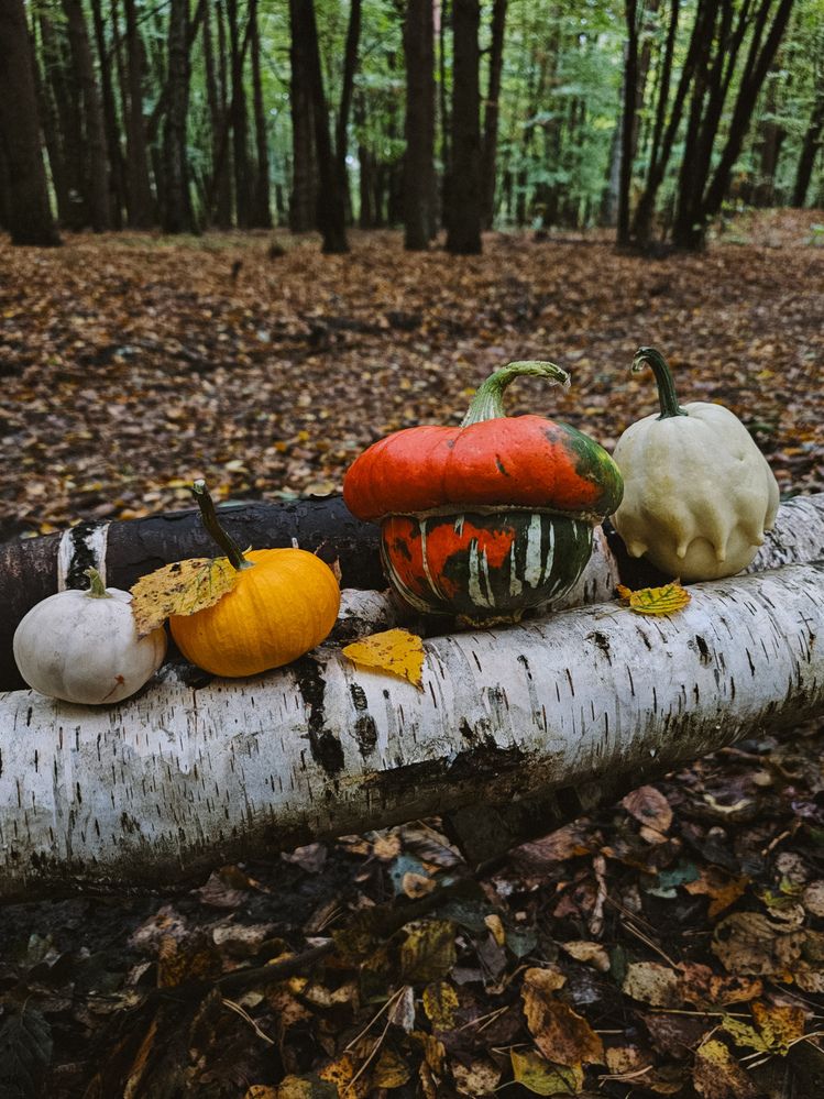 Фотография автора Ольга Рыняк
