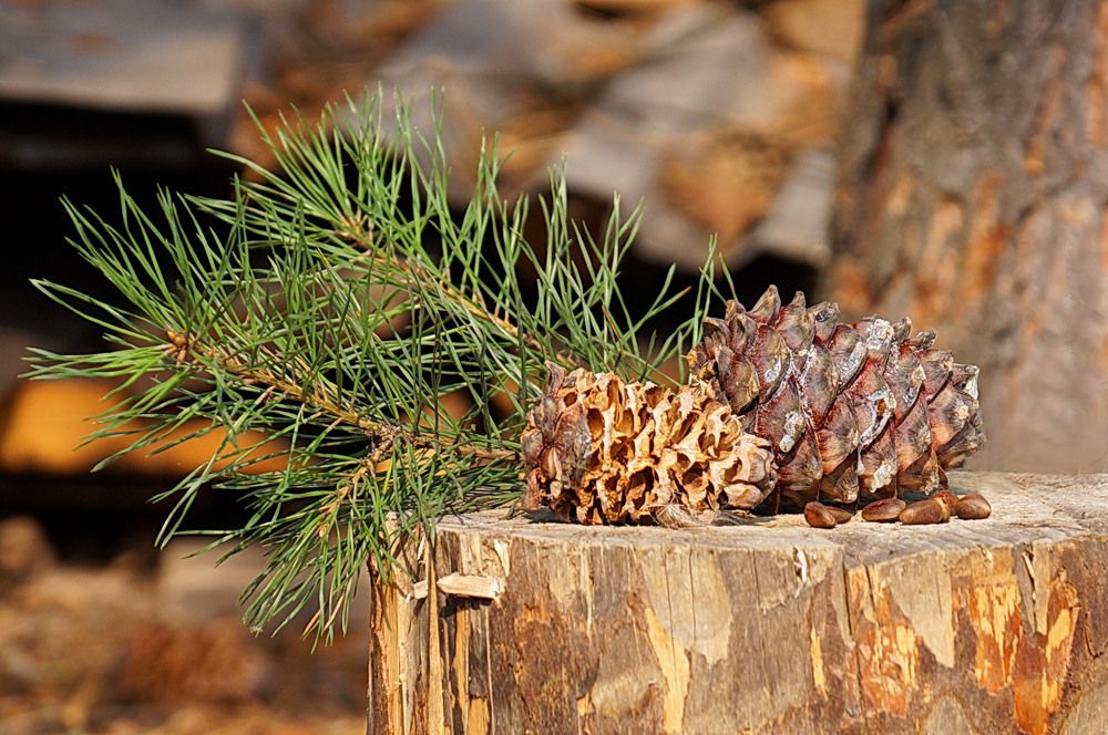 Photograph by Галина Кан