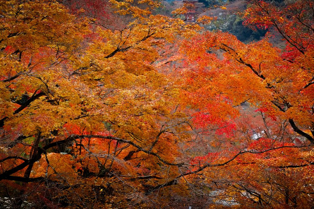 Фотография автора Gustavo Orellana