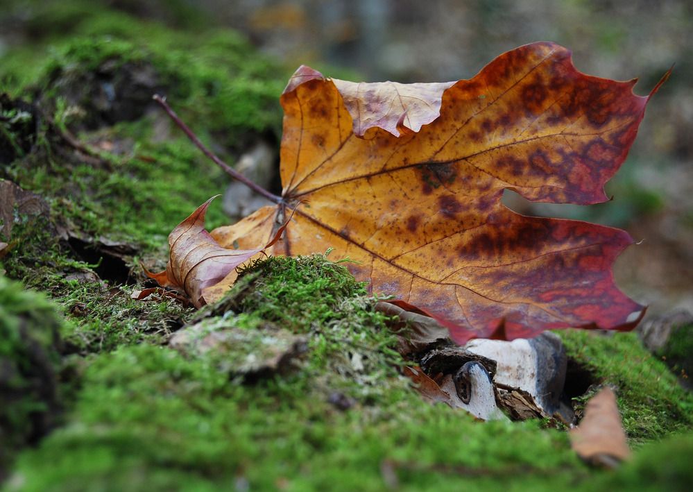 Photograph by Alexandra Ivanova