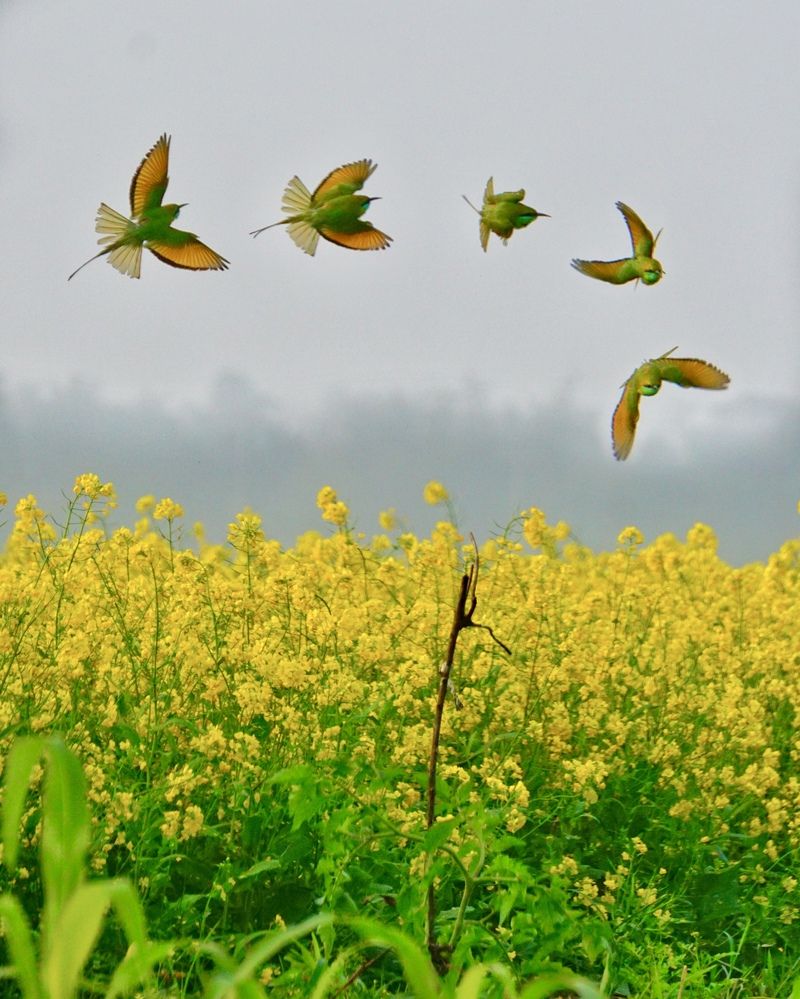 Photograph by Washiful Majid