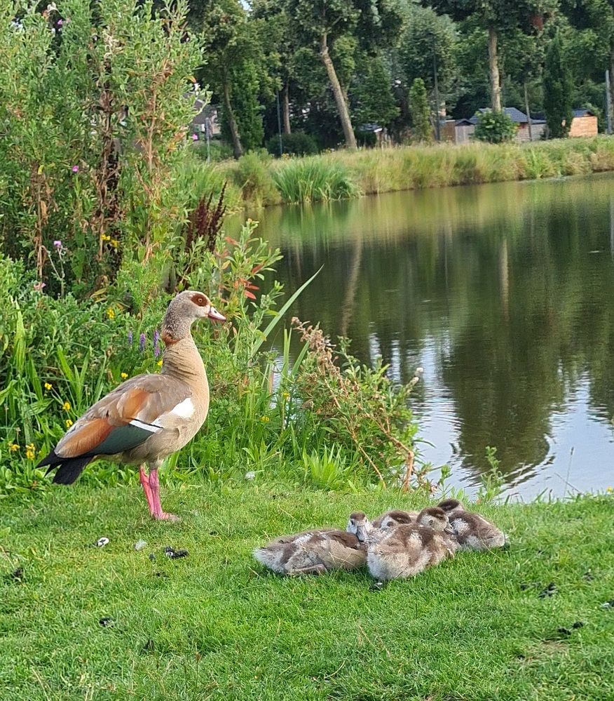 The Duck with siblings