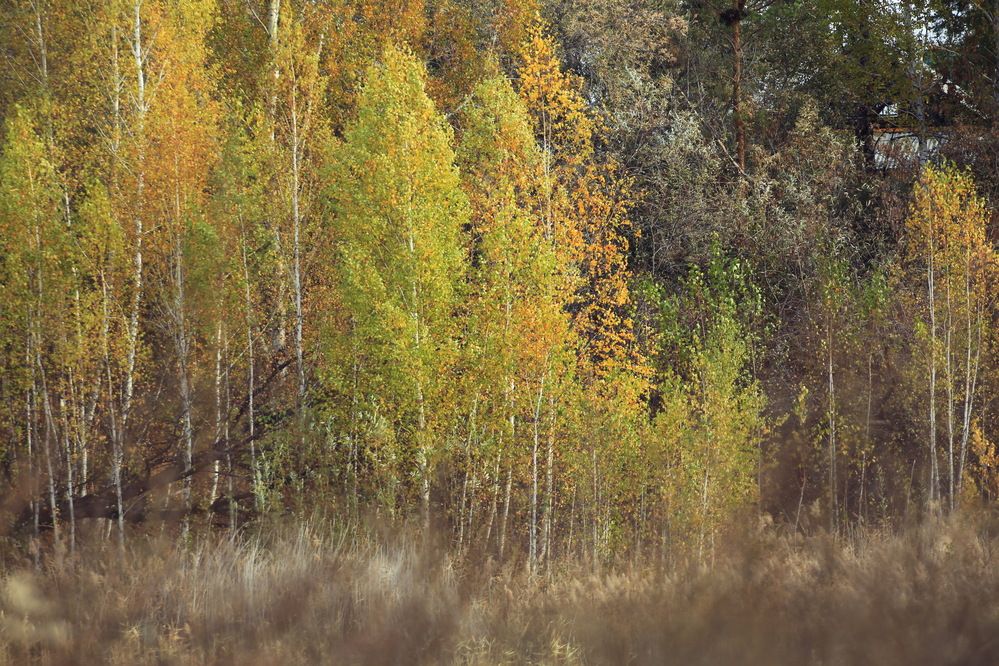 Photograph by Ирина Сушко