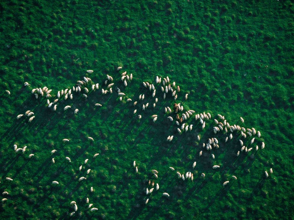 flock of sheep