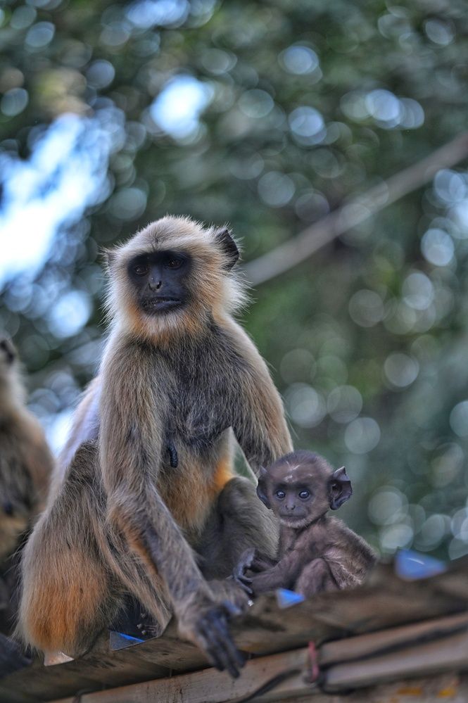 Photograph by Sanjib Haldar Sushil Haldar