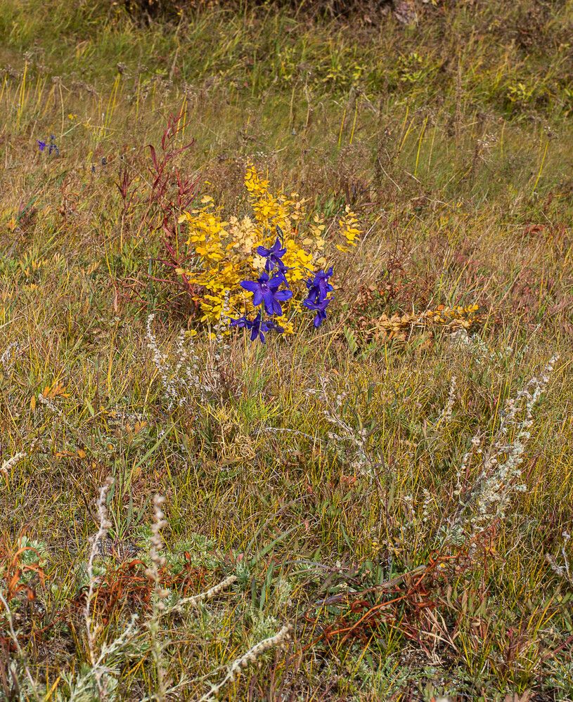 Осенний букет