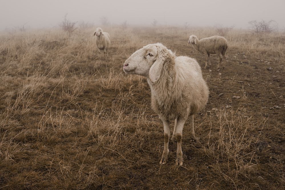 Фотография автора Сухенко Олег