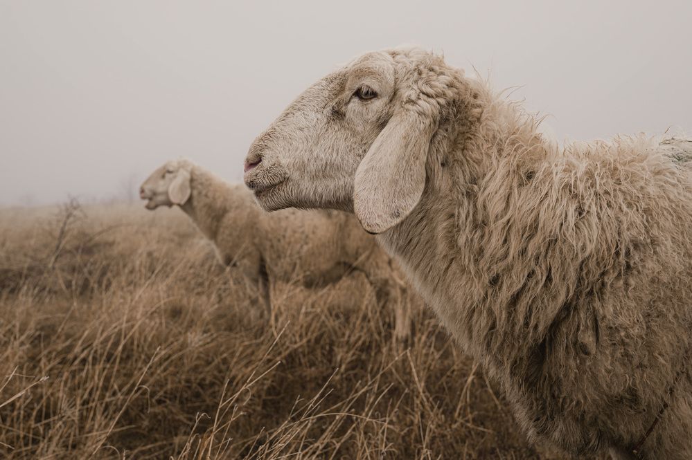 Photograph by Сухенко Олег