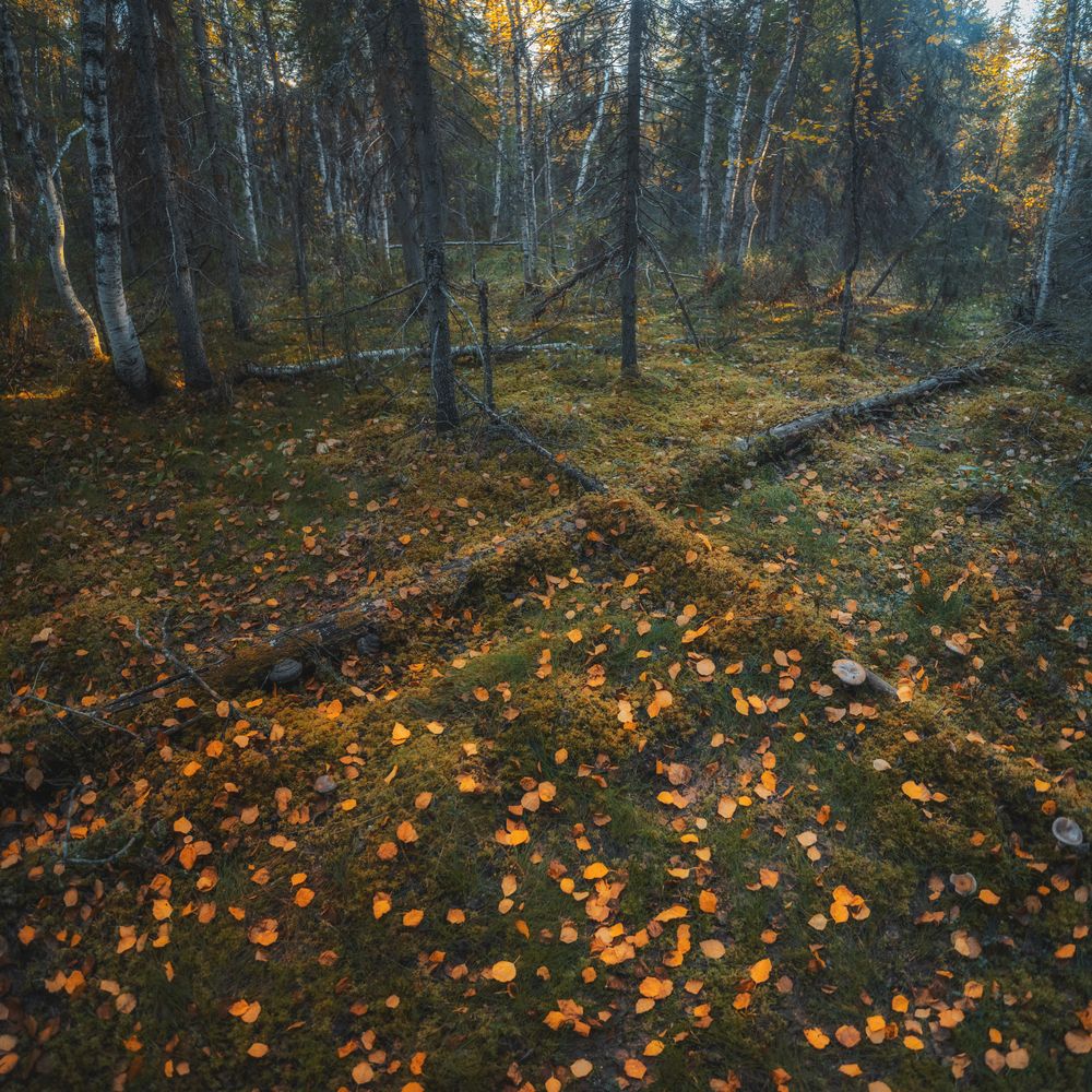 Photograph by Дмитрий Шавловский