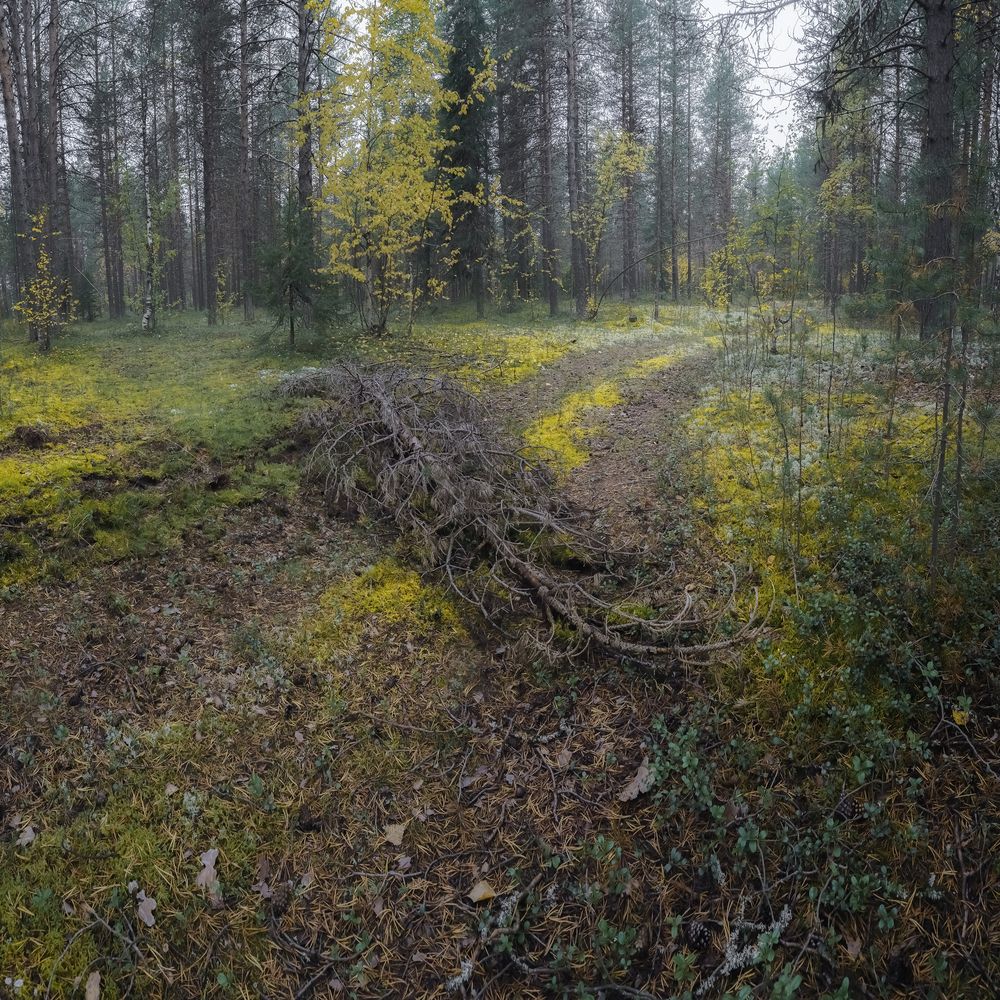 Photograph by Дмитрий Шавловский