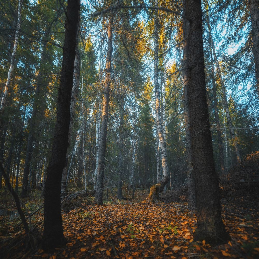 Photograph by Дмитрий Шавловский