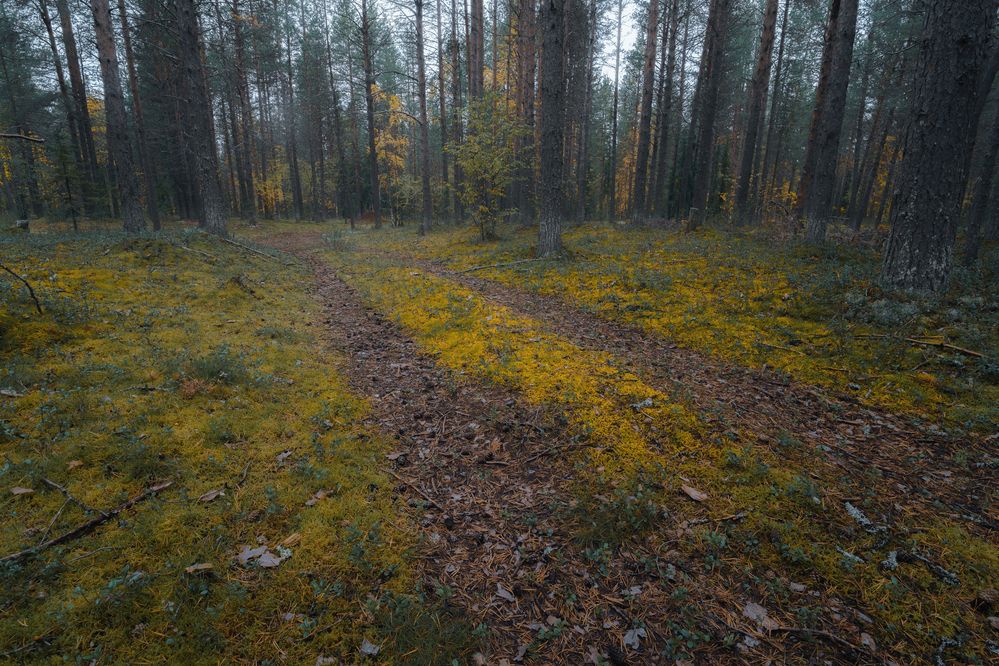 Photograph by Дмитрий Шавловский