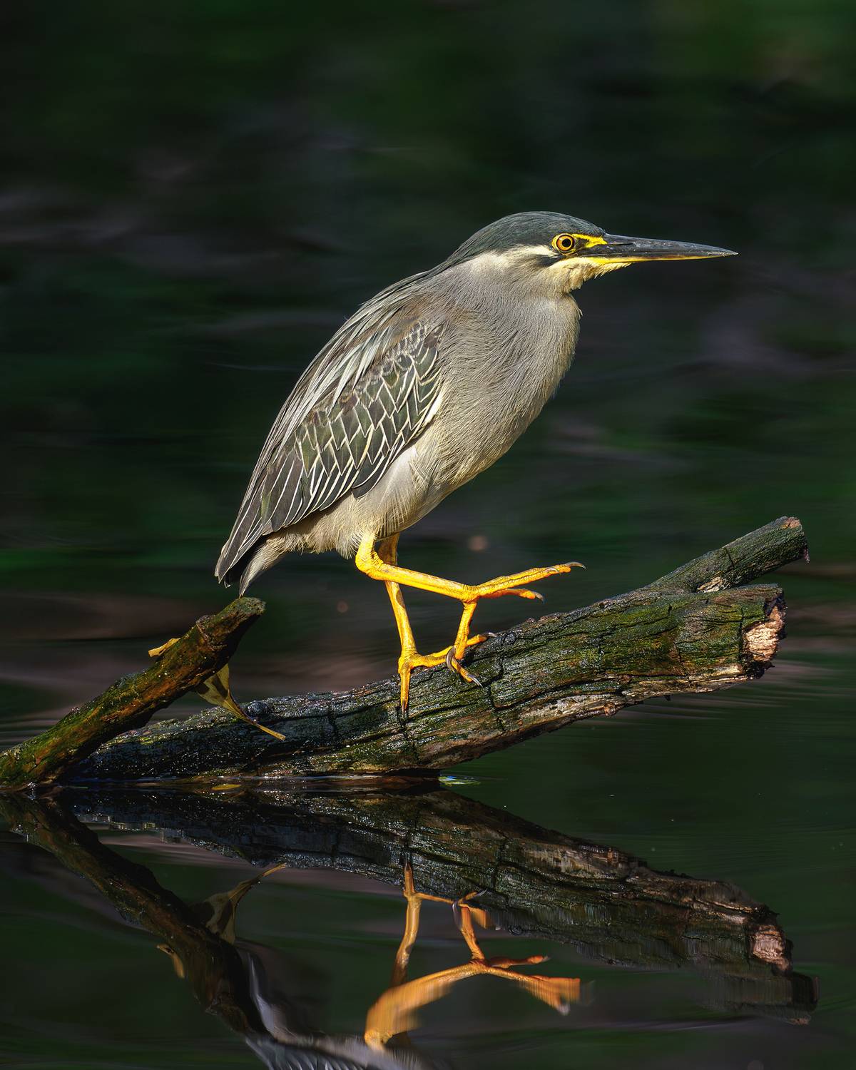 Фотография #12682704