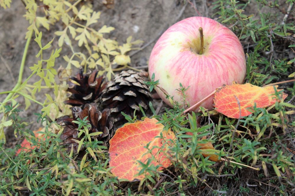 Photograph by Елена Коробченко