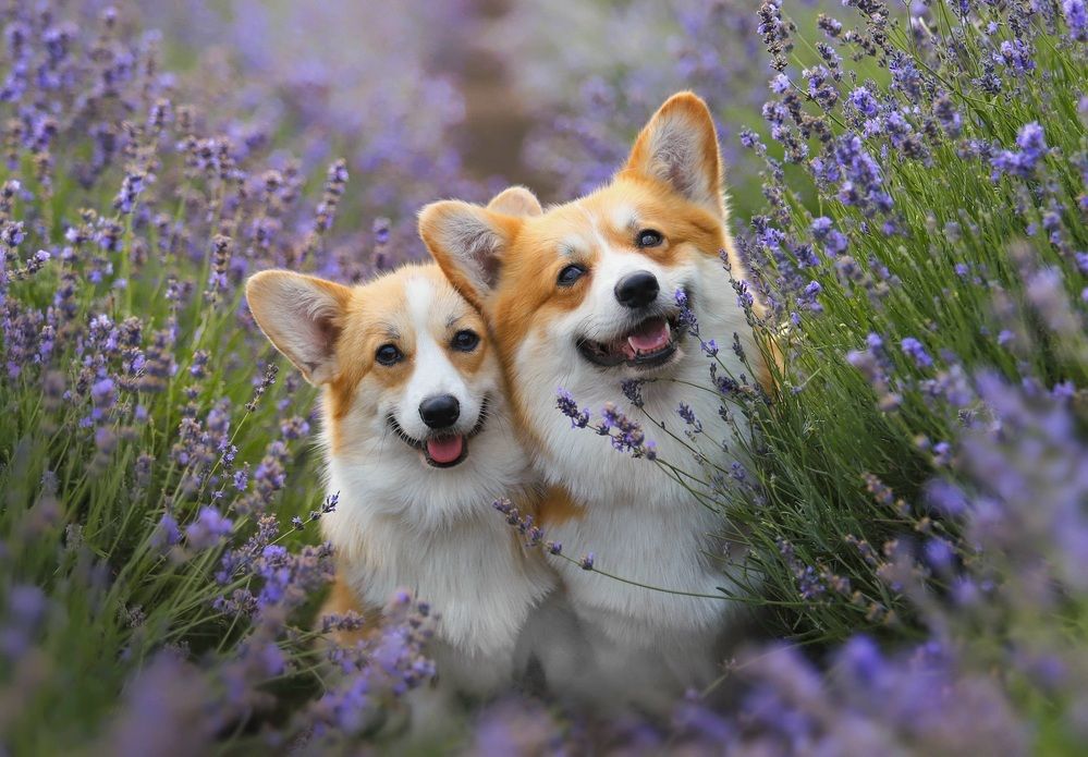 Photograph by Светлана Лукашкина