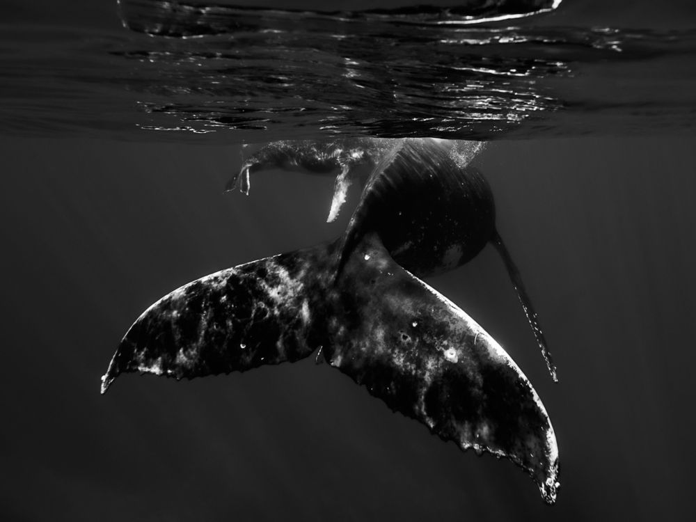 Фотография автора nishijima takayuki