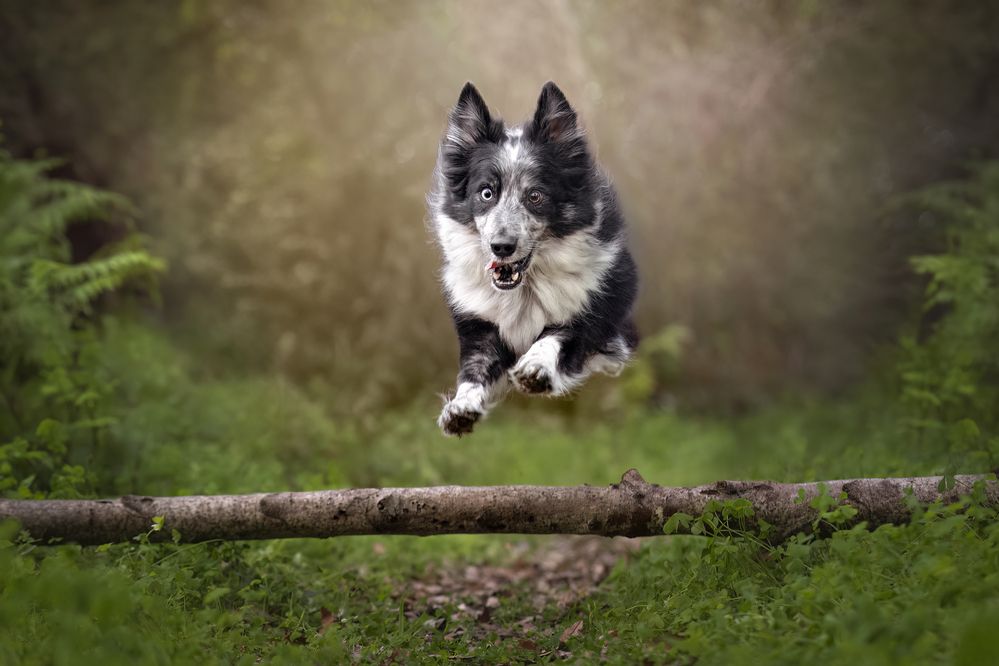 Jumping Dog