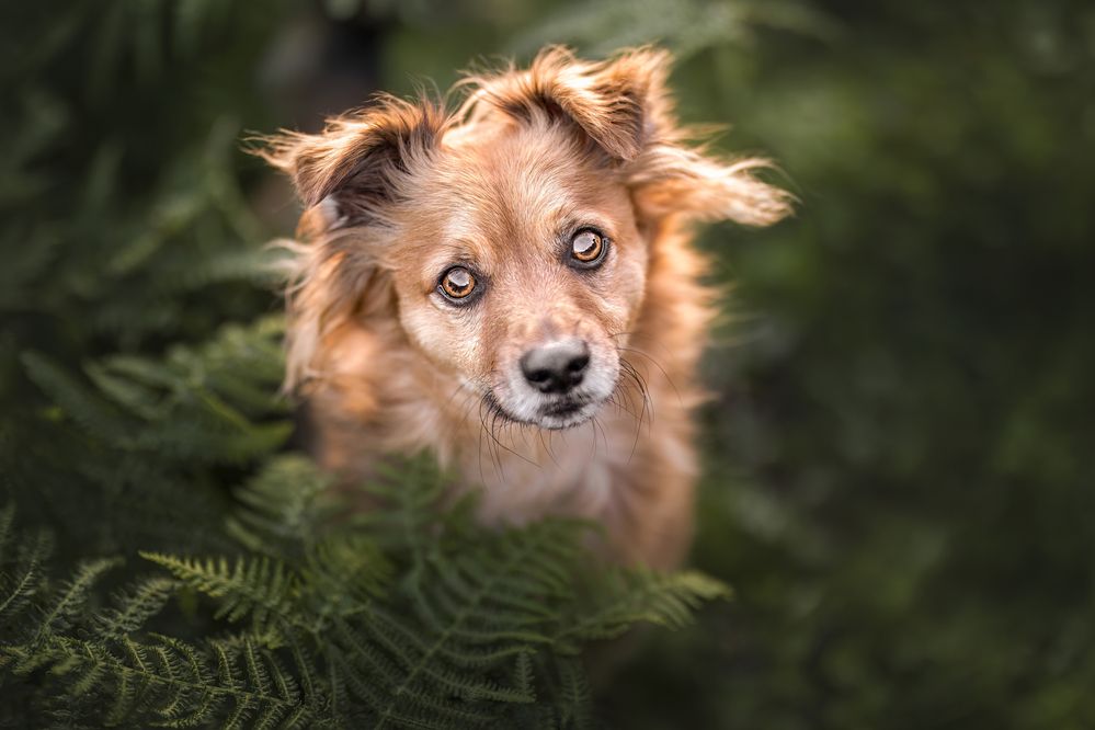 Between Ferns