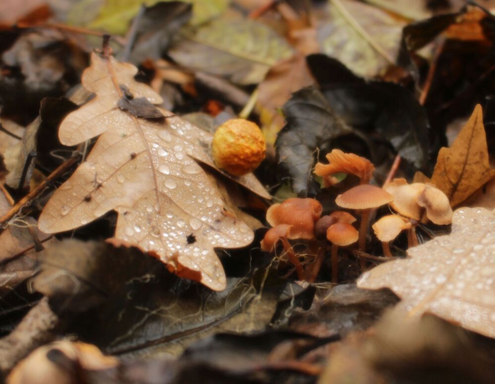 Фотография автора Олег Комарицкий