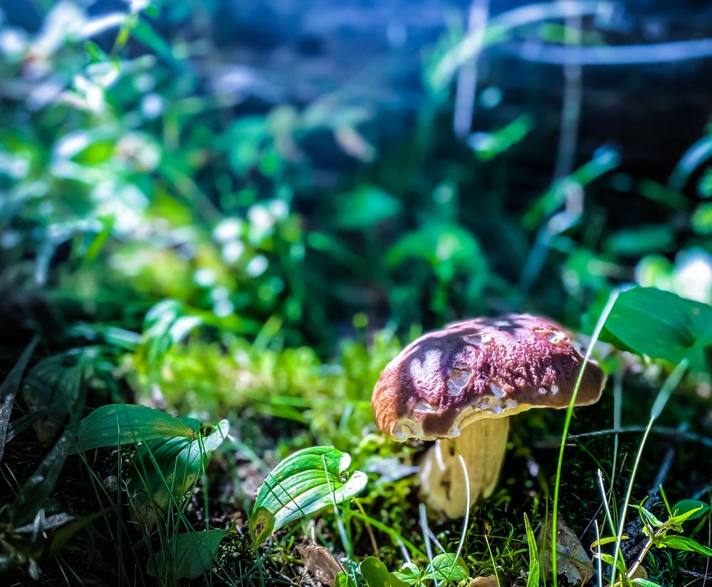 Photograph by Nikolai Osokin