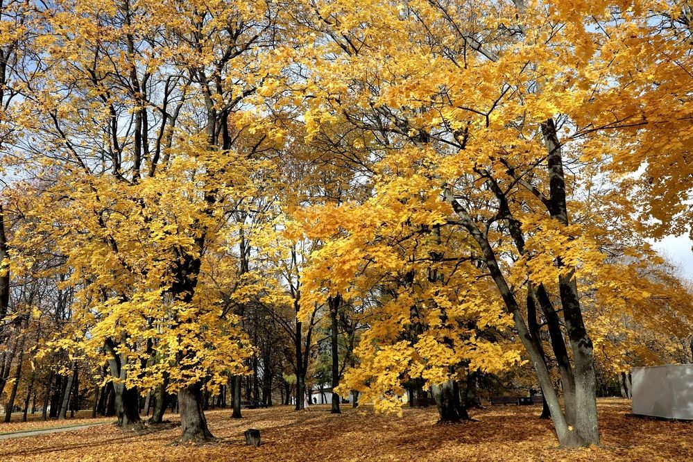 Photograph by Мария Харлашова