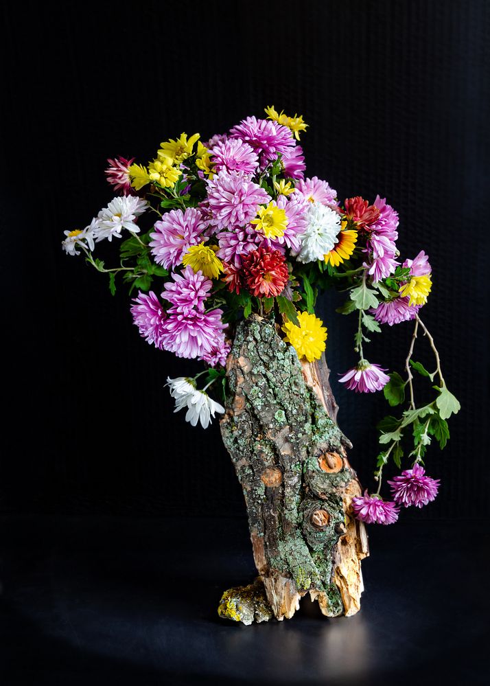 Пенек кудрявый!