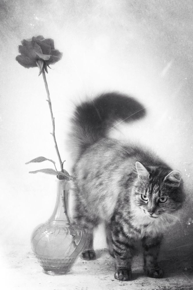 Photograph by Елена