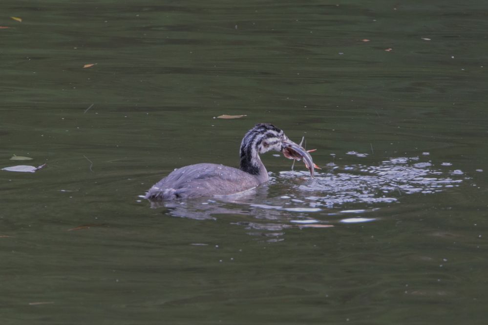Чомга-подросток добыла окуня