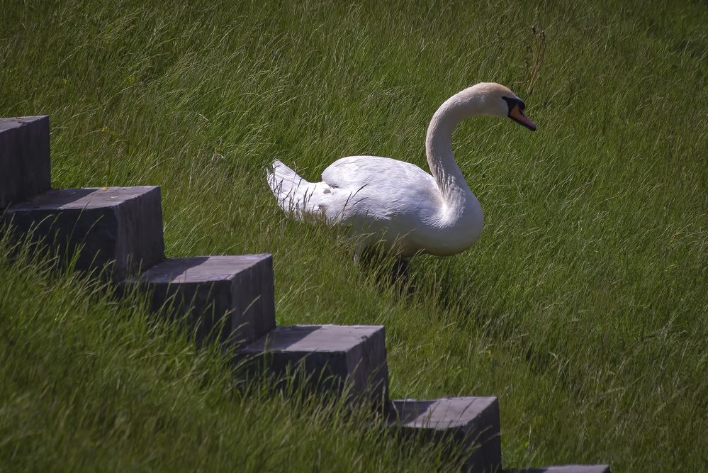 Мы не гордые, мы и по травке могЁм спуститься