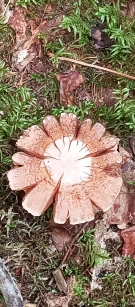 Photograph by Жанна Рутковская