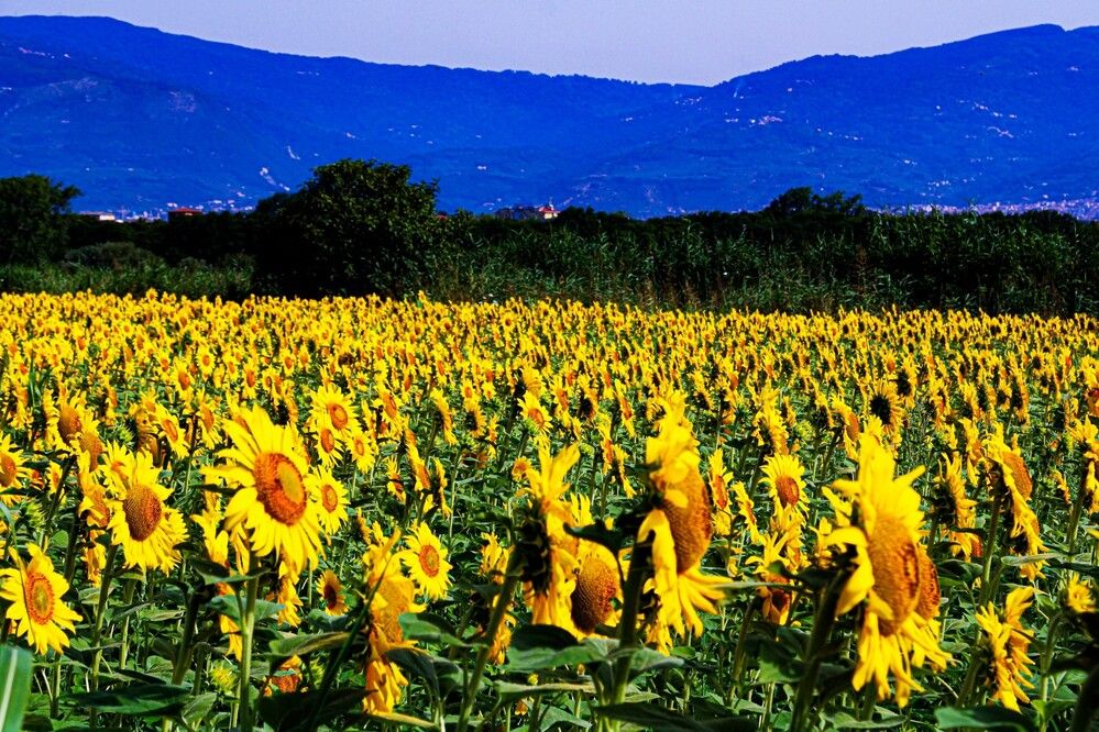 GIRASOLE