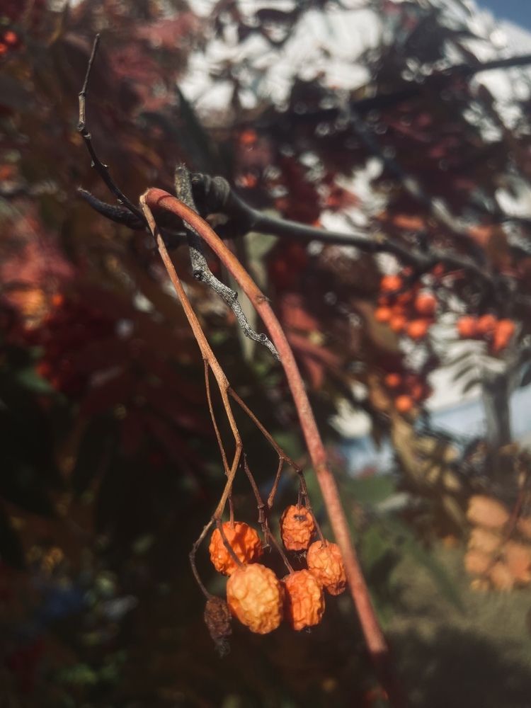 Photograph by Елена Мусина