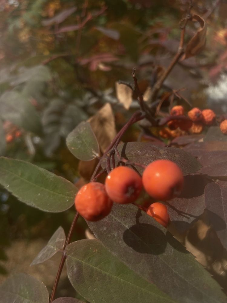 Photograph by Елена Мусина