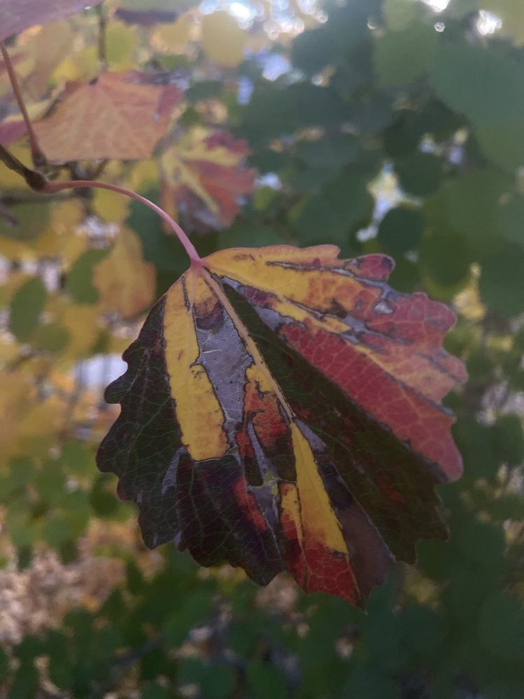 Photograph by Елена Мусина