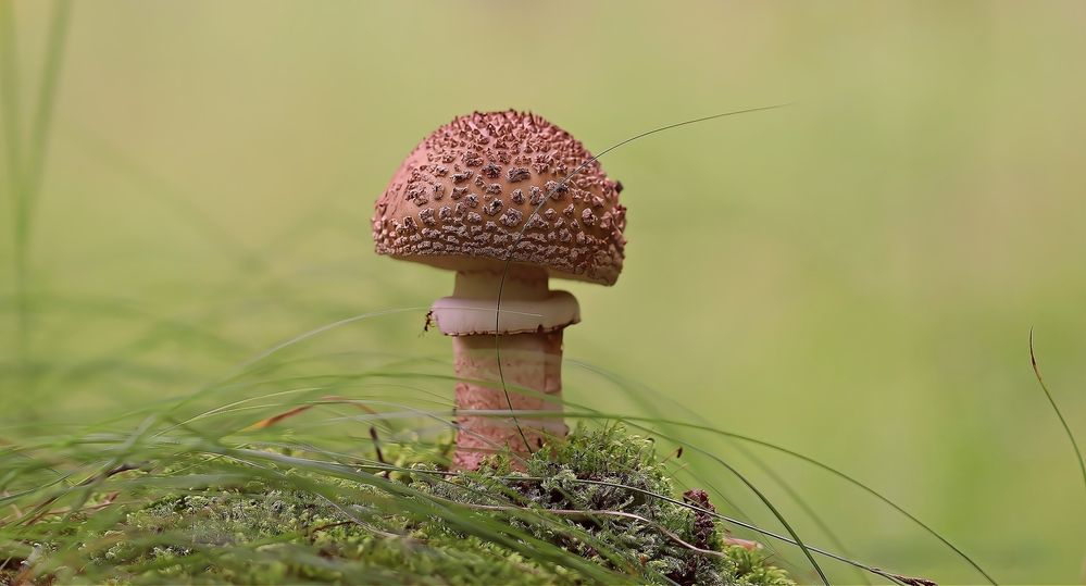 Мухомор серо-розовый Amanita rubescens