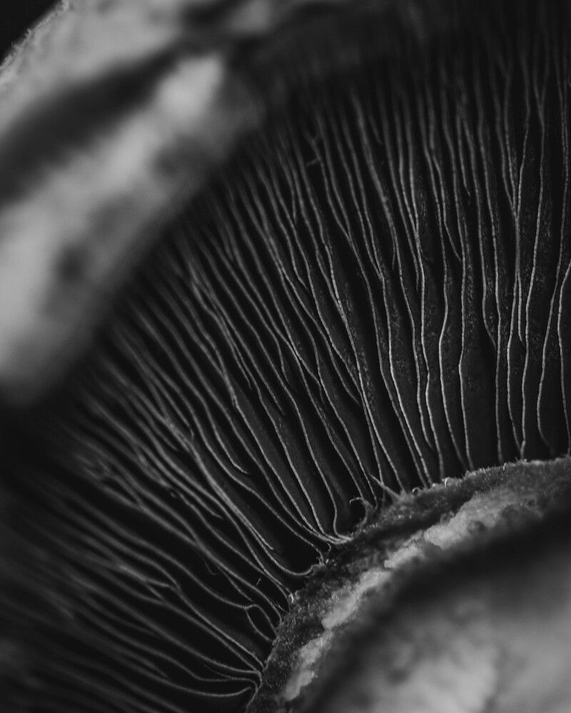 Mushroom