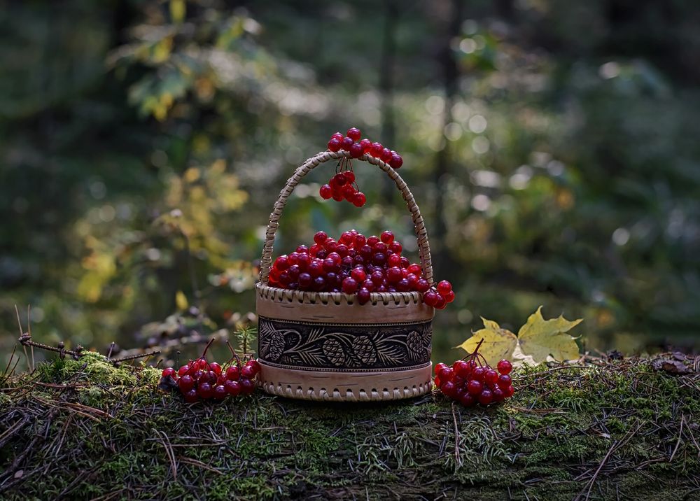 Лесная сказка.
