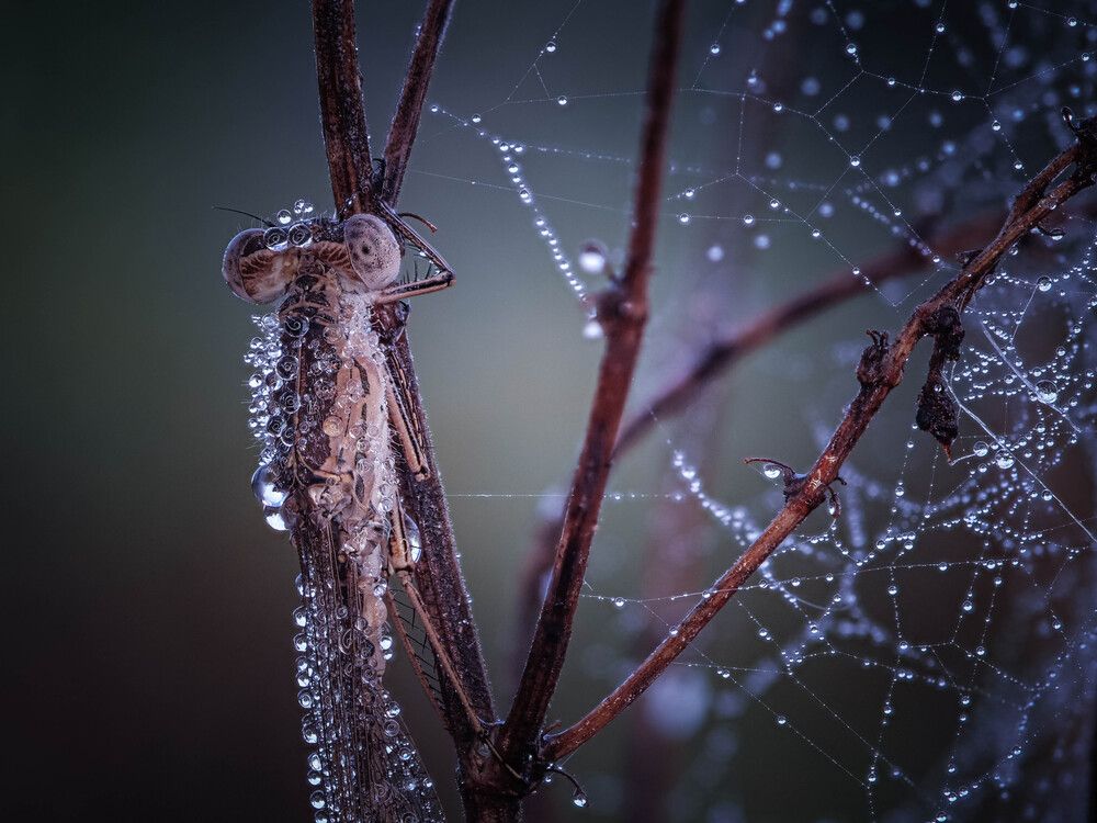 Photograph by Lapshina Vladlena