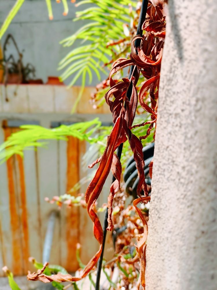 Photograph by Devendra Singh