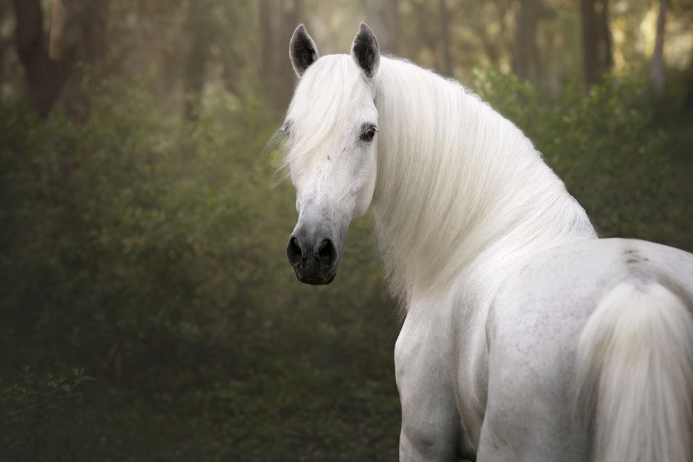 Looks that cross the soul