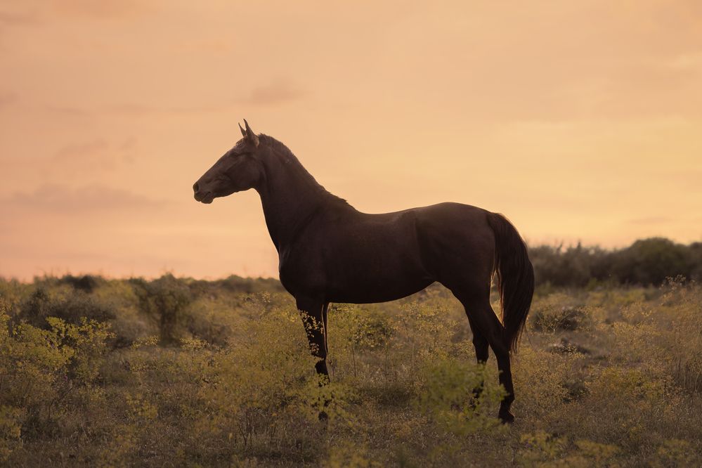 Beauty Horses