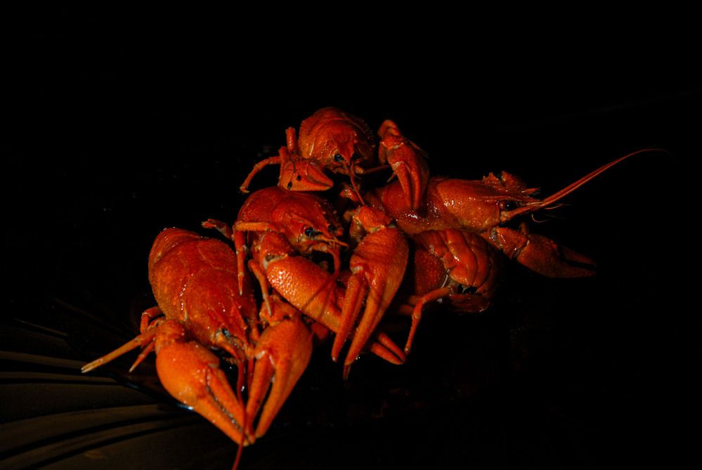 Photograph by Римма Волченко