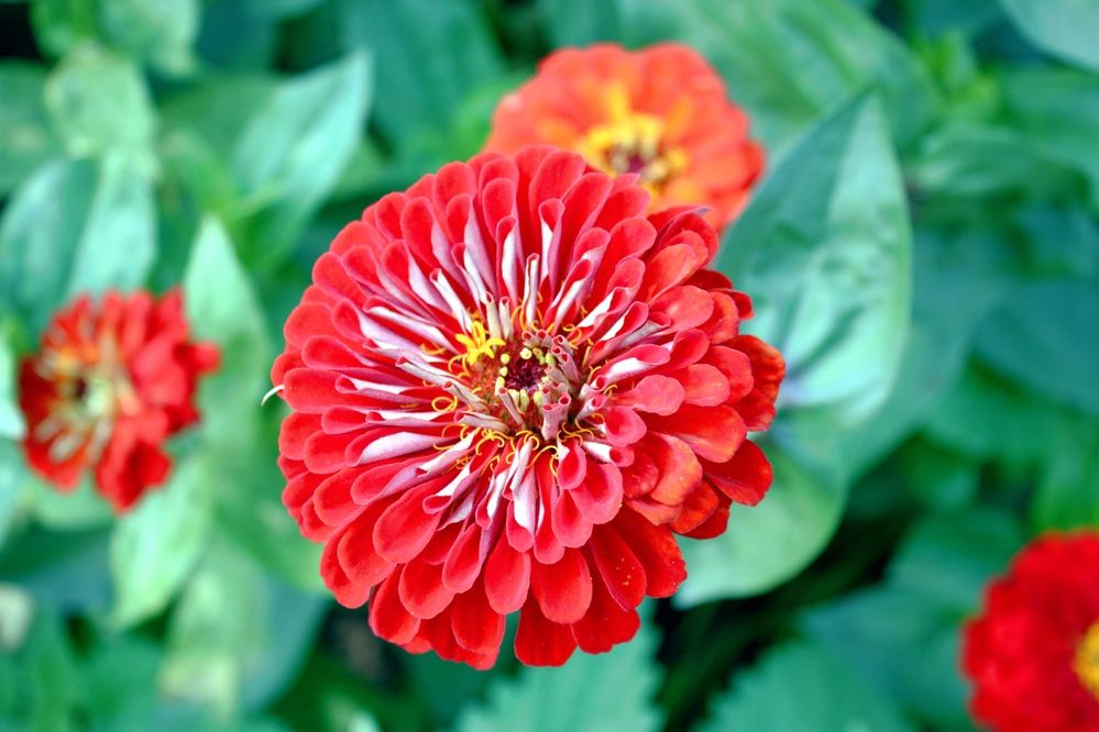 Красный цветок в парке