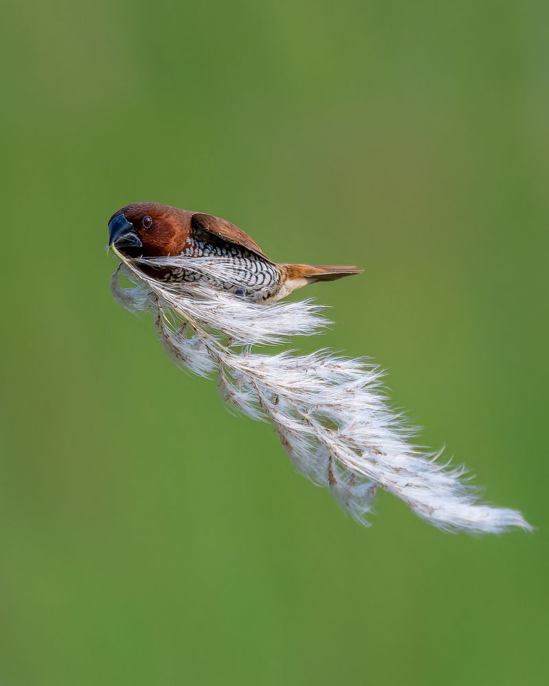 Quidditch in the wild