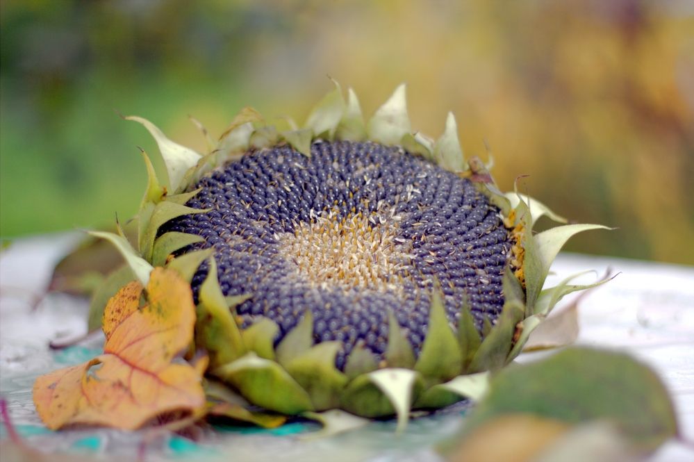 Photograph by Денис Пискунов