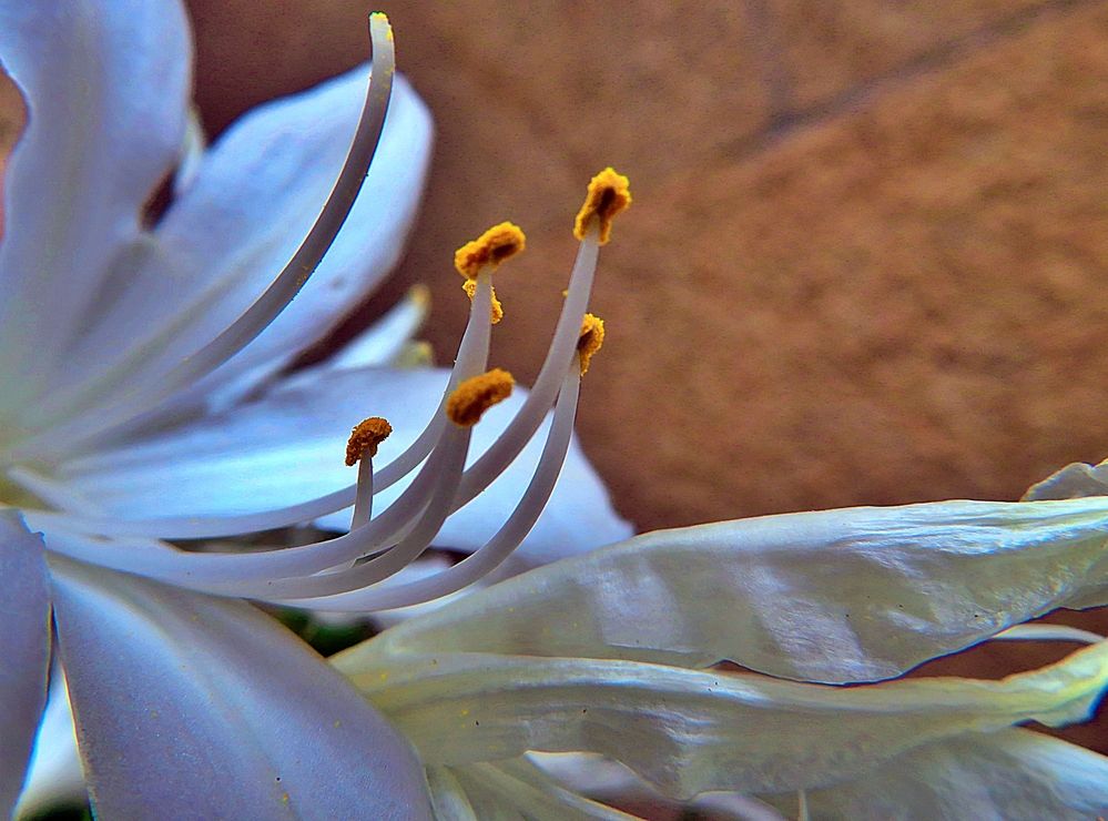 Macro flower stamens