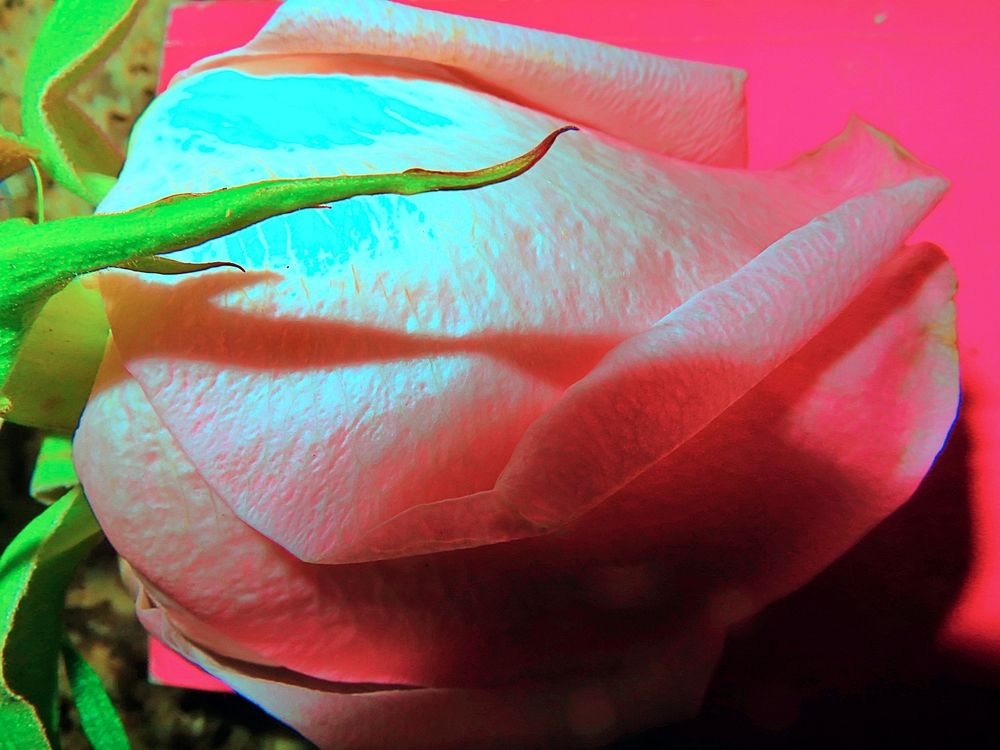 Macro rose bud